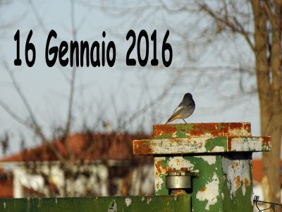 16 gennaio 2016